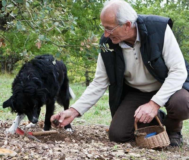 Pechalifour: La truffe en Périgord Noir